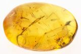 Detailed Fossil Barklouse Nymph (Psocoptera) In Baltic Amber #288656-1